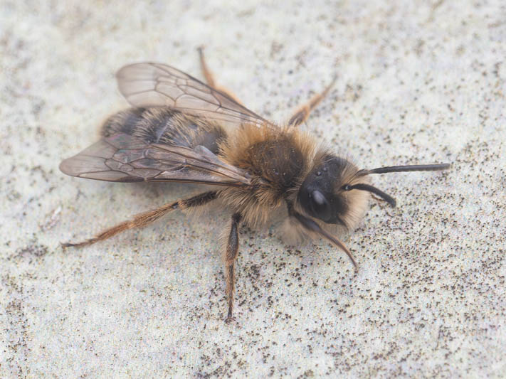 Andrena clarkella (Clarke's Mining Bee).jpg